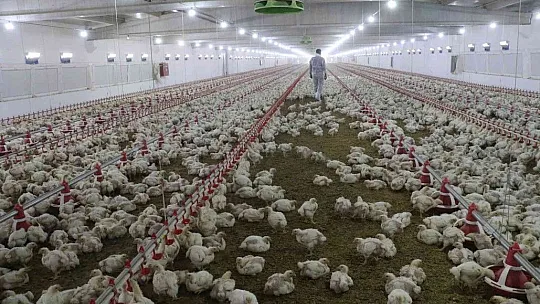 TKDK'dan aldığı destek ile köyünü tavuk ve besi çiftliğine çevirdi