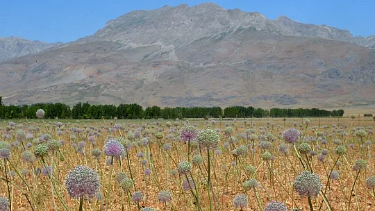 Tunceli'de 2 bin rakımda yetişen 'dağ sarımsağı' kadınların iş kapısı oldu