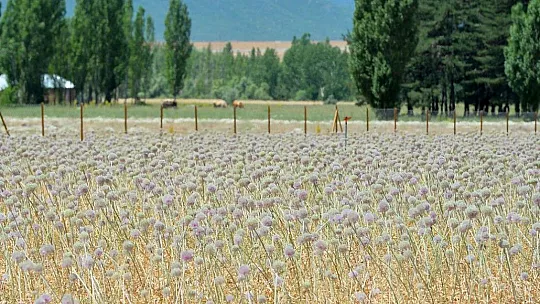 Tunceli'de 2 bin rakımda yetişen 'dağ sarımsağı' kadınların iş kapısı oldu
