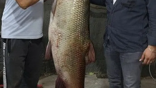 Kemah'ta 85 kg ağırlığında turna balığı yakalandı