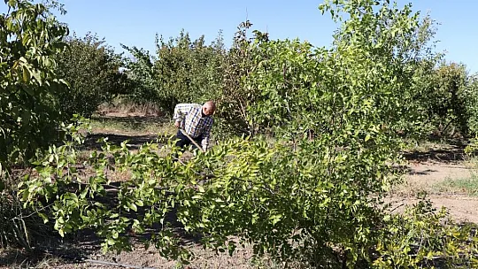 Elazığlı terzi pepinodan hünnapa çeşit çeşit meyve yetiştiriyor