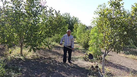 Elazığlı terzi pepinodan hünnapa çeşit çeşit meyve yetiştiriyor