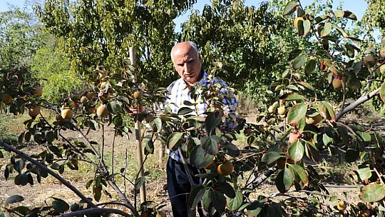 Elazığlı terzi pepinodan hünnapa çeşit çeşit meyve yetiştiriyor