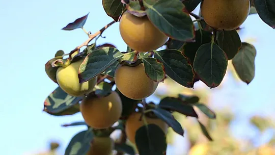Elazığlı terzi pepinodan hünnapa çeşit çeşit meyve yetiştiriyor