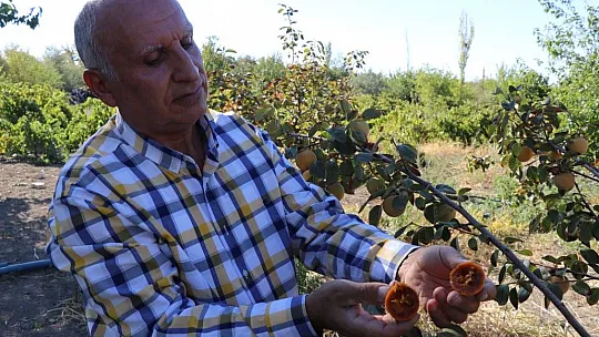 Elazığlı terzi pepinodan hünnapa çeşit çeşit meyve yetiştiriyor