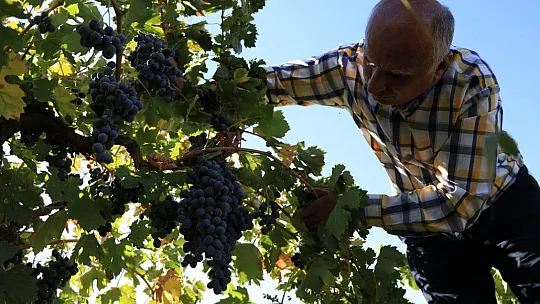Elazığlı terzi pepinodan hünnapa çeşit çeşit meyve yetiştiriyor