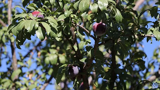 Elazığlı terzi pepinodan hünnapa çeşit çeşit meyve yetiştiriyor