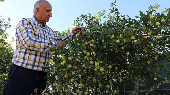 Elazığlı terzi pepinodan hünnapa çeşit çeşit meyve yetiştiriyor