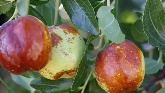 Elazığlı terzi pepinodan hünnapa çeşit çeşit meyve yetiştiriyor