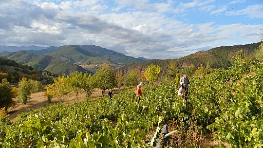 Tunceli'de üzüm bağlarında hasat başladı