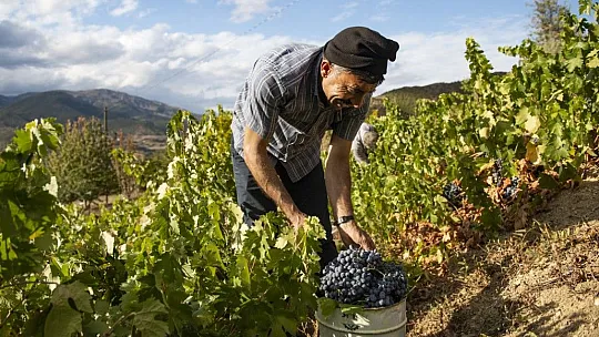 Tunceli'de üzüm bağlarında hasat başladı