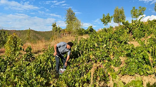 Tunceli'de üzüm bağlarında hasat başladı