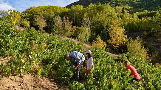 Tunceli'de üzüm bağlarında hasat başladı