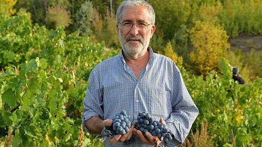Tunceli'de üzüm bağlarında hasat başladı