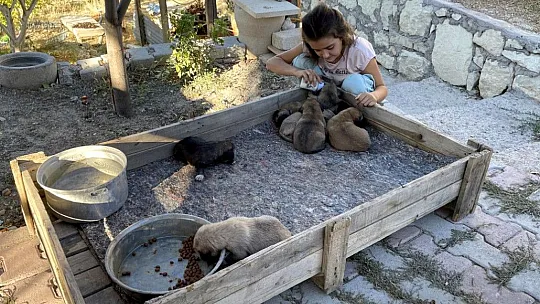 Minik Sude yaralı bulduğu köpek ile 7 yavrusuna özenle bakıyor