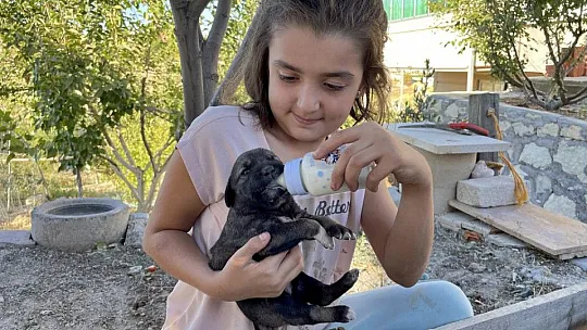 Minik Sude yaralı bulduğu köpek ile 7 yavrusuna özenle bakıyor