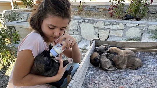 Minik Sude yaralı bulduğu köpek ile 7 yavrusuna özenle bakıyor