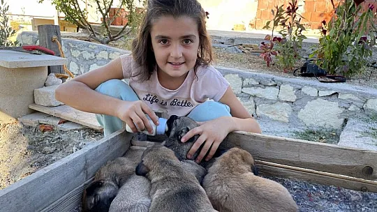 Minik Sude yaralı bulduğu köpek ile 7 yavrusuna özenle bakıyor