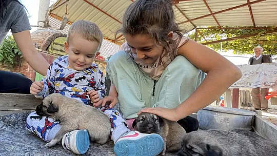 Minik Sude yaralı bulduğu köpek ile 7 yavrusuna özenle bakıyor