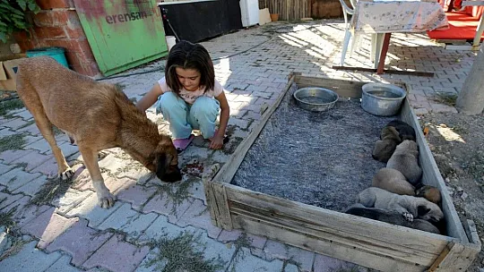 Minik Sude yaralı bulduğu köpek ile 7 yavrusuna özenle bakıyor