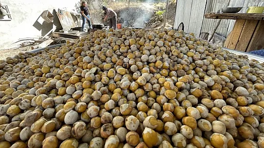 Elazığ'ın tescilli lezzeti Ağın leblebisine talep artıyor
