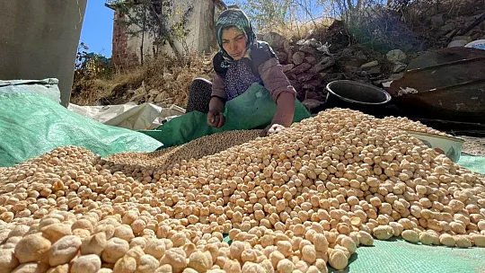 Elazığ'ın tescilli lezzeti Ağın leblebisine talep artıyor