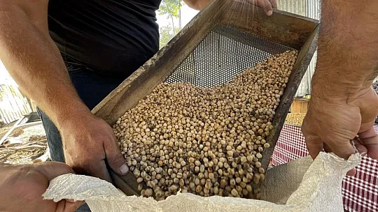 Elazığ'ın tescilli lezzeti Ağın leblebisine talep artıyor