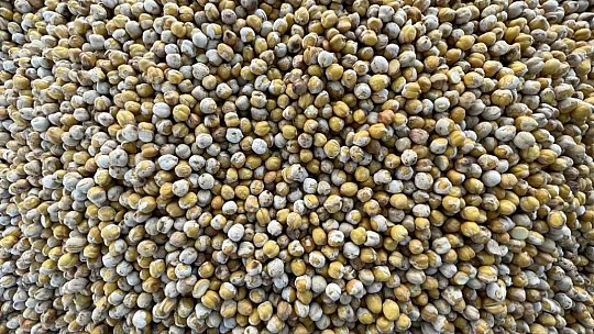 Elazığ'ın tescilli lezzeti Ağın leblebisine talep artıyor