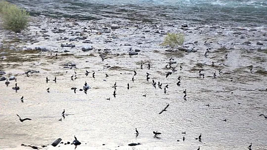Fırat ve Dicle Havzasında ki göçmen kuşlar kuraklık nedeniyle rota değiştirdi