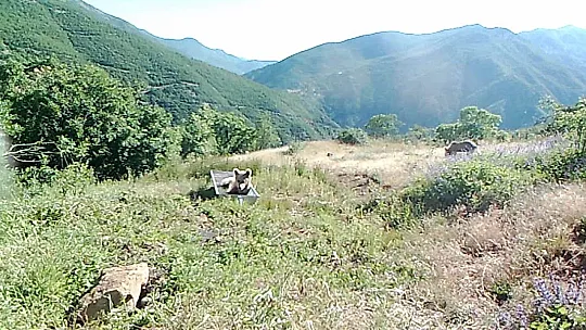 Tunceli'de bozayıların su yalağında yıkandığı anlar fotokapana yansıdı