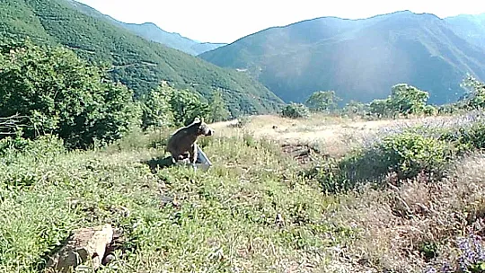 Tunceli'de bozayıların su yalağında yıkandığı anlar fotokapana yansıdı