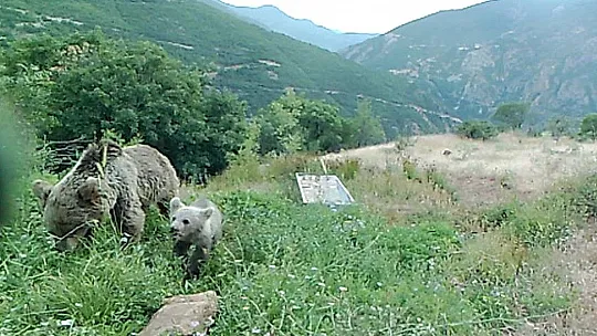 Tunceli'de bozayıların su yalağında yıkandığı anlar fotokapana yansıdı