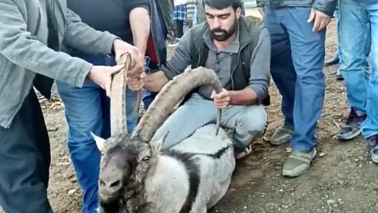 Arıcak'ta mahalleye inen dağ keçisi tekrar doğaya salındı