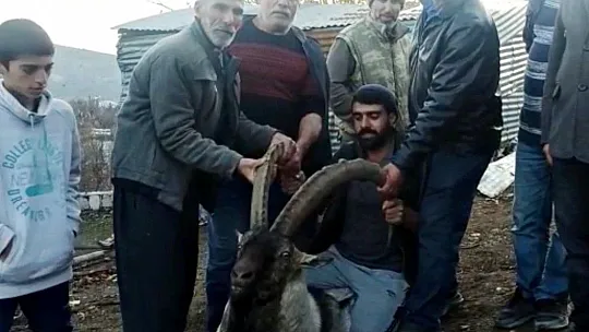 Arıcak'ta mahalleye inen dağ keçisi tekrar doğaya salındı