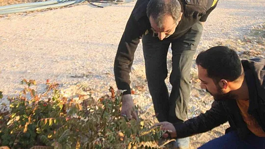Doğal antibiyotik olarak bilinen sumak bitkisi Baskil'de yetiştirildi