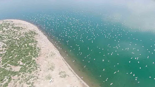 35 dönümlük ada, tavşan ve martılara emanet