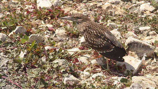 35 dönümlük ada, tavşan ve martılara emanet
