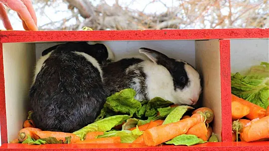 35 dönümlük ada, tavşan ve martılara emanet