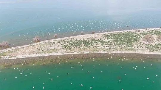 35 dönümlük ada, tavşan ve martılara emanet