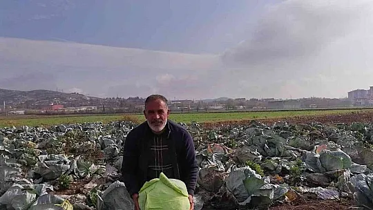 Meşhur 'Kesrik Lahanası' Ukrayna ve Belçika'dan alıcı buluyor