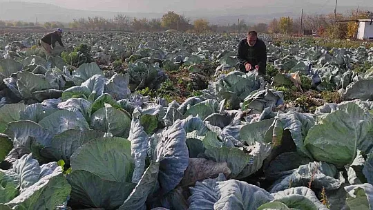 Meşhur 'Kesrik Lahanası' Ukrayna ve Belçika'dan alıcı buluyor