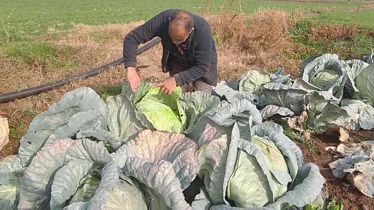 Meşhur 'Kesrik Lahanası' Ukrayna ve Belçika'dan alıcı buluyor