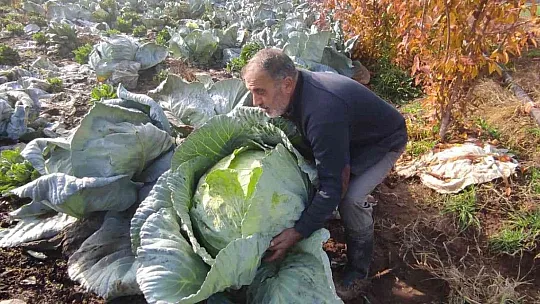 Meşhur 'Kesrik Lahanası' Ukrayna ve Belçika'dan alıcı buluyor
