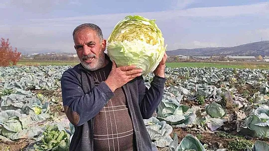 Meşhur 'Kesrik Lahanası' Ukrayna ve Belçika'dan alıcı buluyor