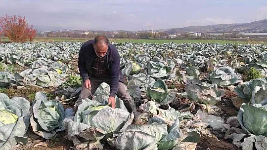 Meşhur 'Kesrik Lahanası' Ukrayna ve Belçika'dan alıcı buluyor