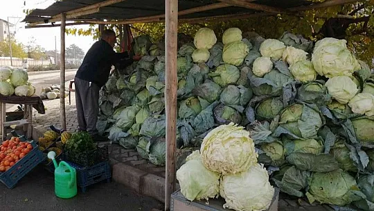 Meşhur 'Kesrik Lahanası' Ukrayna ve Belçika'dan alıcı buluyor