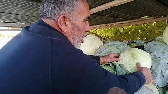 Meşhur 'Kesrik Lahanası' Ukrayna ve Belçika'dan alıcı buluyor