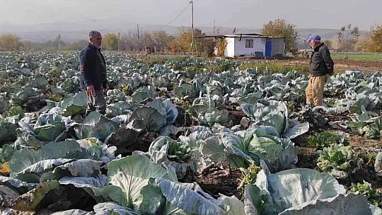 Meşhur 'Kesrik Lahanası' Ukrayna ve Belçika'dan alıcı buluyor