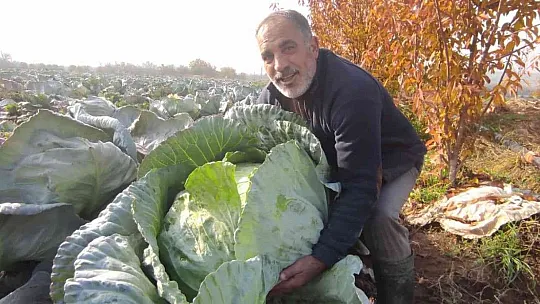 Meşhur 'Kesrik Lahanası' Ukrayna ve Belçika'dan alıcı buluyor
