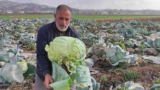 Meşhur 'Kesrik Lahanası' Ukrayna ve Belçika'dan alıcı buluyor